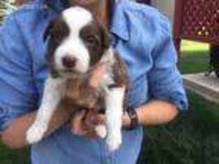 Border Collie Puppy for sale in Durango, CO, USA