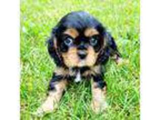 Cavalier King Charles Spaniel Puppy for sale in Baxter, MN, USA
