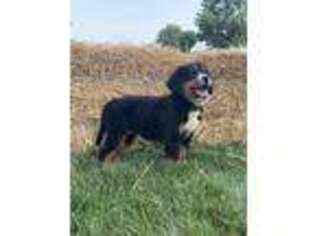 Bernese Mountain Dog Puppy for sale in Ava, IL, USA