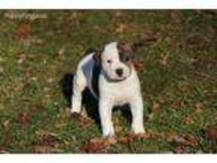 American Bulldog Puppy for sale in Dawson, WV, USA