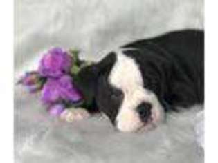 Olde English Bulldogge Puppy for sale in Bloomfield, NY, USA