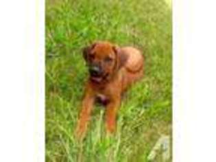 Rhodesian Ridgeback Puppy for sale in PILOT POINT, TX, USA