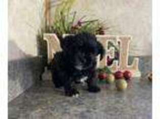 Shorkie Tzu Puppy for sale in Howe, IN, USA
