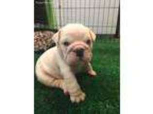Bulldog Puppy for sale in Pembroke, GA, USA