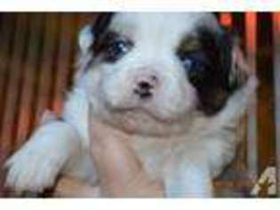 Miniature Australian Shepherd Puppy for sale in PERRY, TX, USA