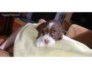 English Springer Spaniel Puppy for sale in Hudson, NH, USA