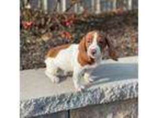 Dachshund Puppy for sale in Seneca Falls, NY, USA