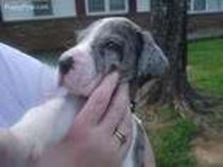 Great Dane Puppy for sale in Danville, VA, USA