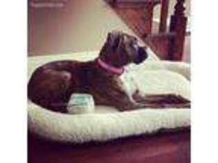 Boxer Puppy for sale in Philadelphia, PA, USA
