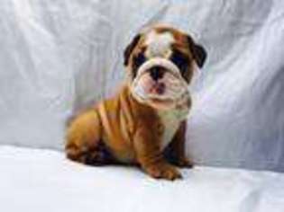 Bulldog Puppy for sale in Worcester, MA, USA