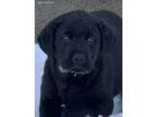 Labrador Retriever Puppy for sale in Monona, IA, USA
