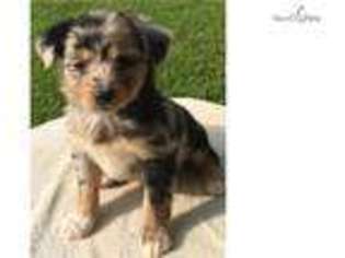 Miniature Australian Shepherd Puppy for sale in Lexington, KY, USA