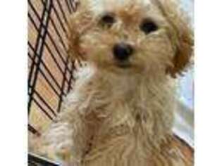 Mutt Puppy for sale in Okeechobee, FL, USA