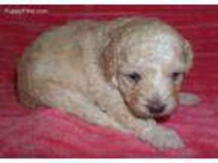 Mutt Puppy for sale in Lincoln, AL, USA