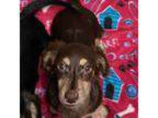 Dachshund Puppy for sale in Waynesboro, VA, USA