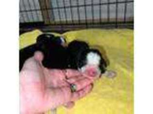 Bernese Mountain Dog Puppy for sale in Canton, TX, USA