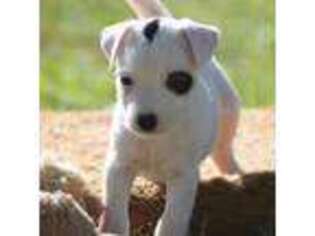 Jack Russell Terrier Puppy for sale in Riverside, CA, USA