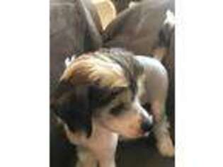 Chinese Crested Puppy for sale in West Paducah, KY, USA