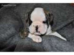Bulldog Puppy for sale in Cameron, MO, USA