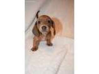 Dachshund Puppy for sale in Hampstead, NC, USA