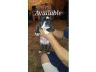 Mutt Puppy for sale in Silver City, NM, USA
