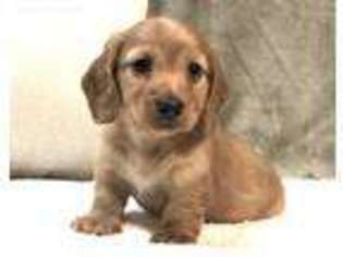 Dachshund Puppy for sale in Dayton, TX, USA