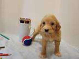 Goldendoodle Puppy for sale in Stuart, NE, USA