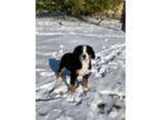 Bernese Mountain Dog Puppy for sale in Bremen, IN, USA