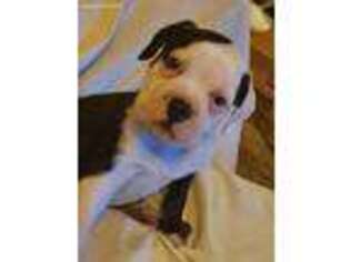 Alapaha Blue Blood Bulldog Puppy for sale in Kulpmont, PA, USA
