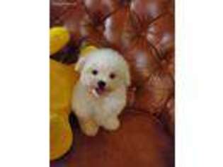 Maltese Puppy for sale in Brandon, MS, USA