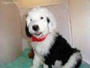 Labradoodle Puppy for sale in Lipan, TX, USA