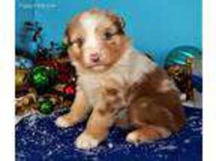 Miniature Australian Shepherd Puppy for sale in Parker, AZ, USA