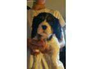 Cavalier King Charles Spaniel Puppy for sale in New Richmond, WI, USA