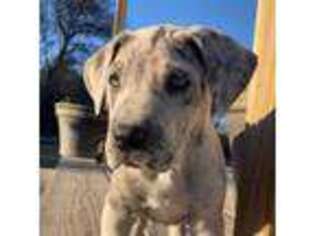 Great Dane Puppy for sale in Forestburg, TX, USA