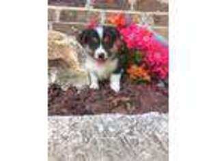 Pembroke Welsh Corgi Puppy for sale in Licking, MO, USA
