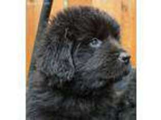 Newfoundland Puppy for sale in Nekoosa, WI, USA