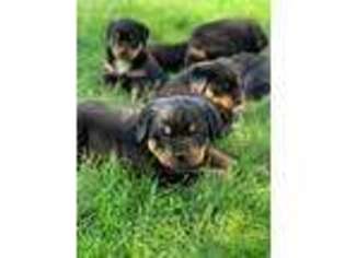 Rottweiler Puppy for sale in Bird In Hand, PA, USA