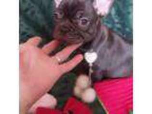 French Bulldog Puppy for sale in Kendallville, IN, USA