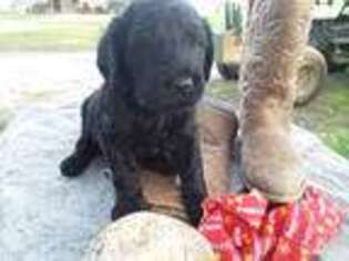 Goldendoodle Puppy for sale in Millen, GA, USA