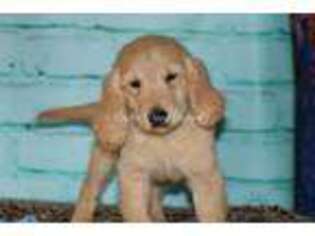 Golden Retriever Puppy for sale in Bokchito, OK, USA
