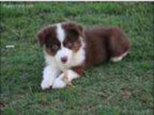 Miniature Australian Shepherd Puppy for sale in Elmore City, OK, USA