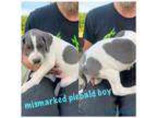 Great Dane Puppy for sale in Nashville, NC, USA