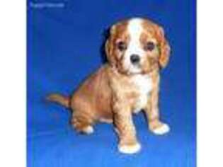 Cavalier King Charles Spaniel Puppy for sale in Butler, OH, USA