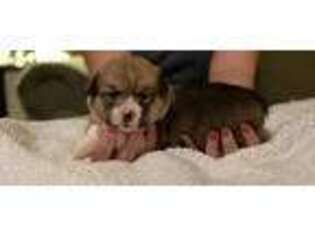 Pembroke Welsh Corgi Puppy for sale in Hermon, NY, USA