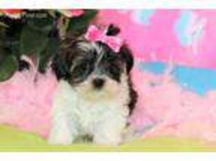 Shorkie Tzu Puppy for sale in Lena, LA, USA