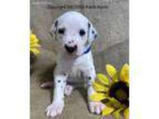 Dalmatian Puppy for sale in Christiansburg, VA, USA