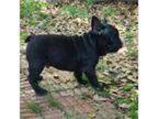 French Bulldog Puppy for sale in Picayune, MS, USA