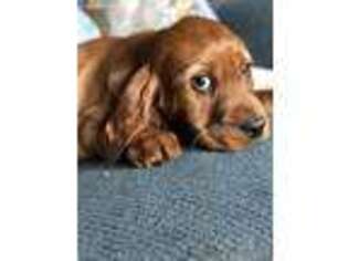 Mutt Puppy for sale in Iron River, MI, USA