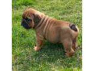 Bulldog Puppy for sale in Connersville, IN, USA