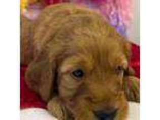 Goldendoodle Puppy for sale in Boaz, AL, USA